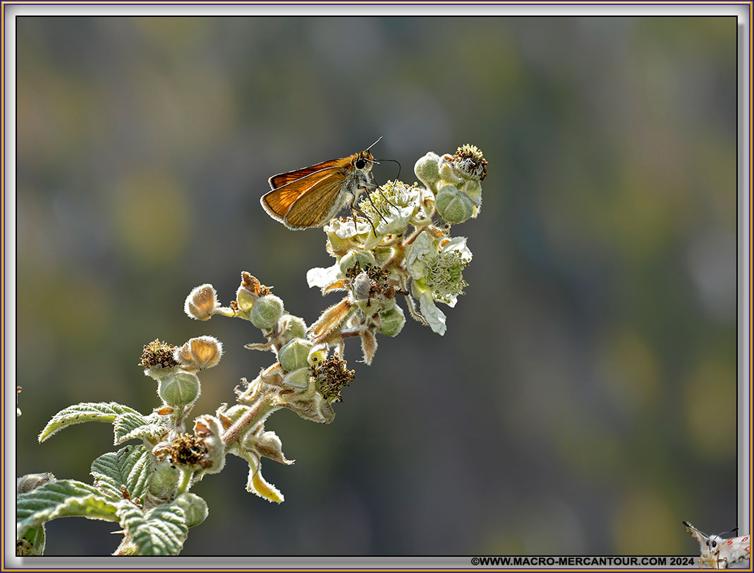 Sylvaine (Hesperiidae)